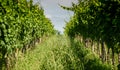 View of famous wine region Goriska Brda hills in Slovenia Royalty Free Stock Photo